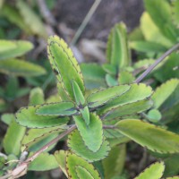 Kalanchoe pinnata (Lam.) Pers.